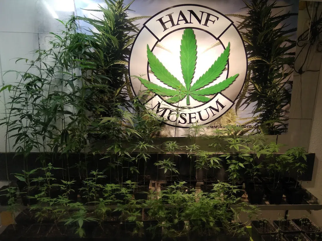 Hanf Museum Berlin, Berlin