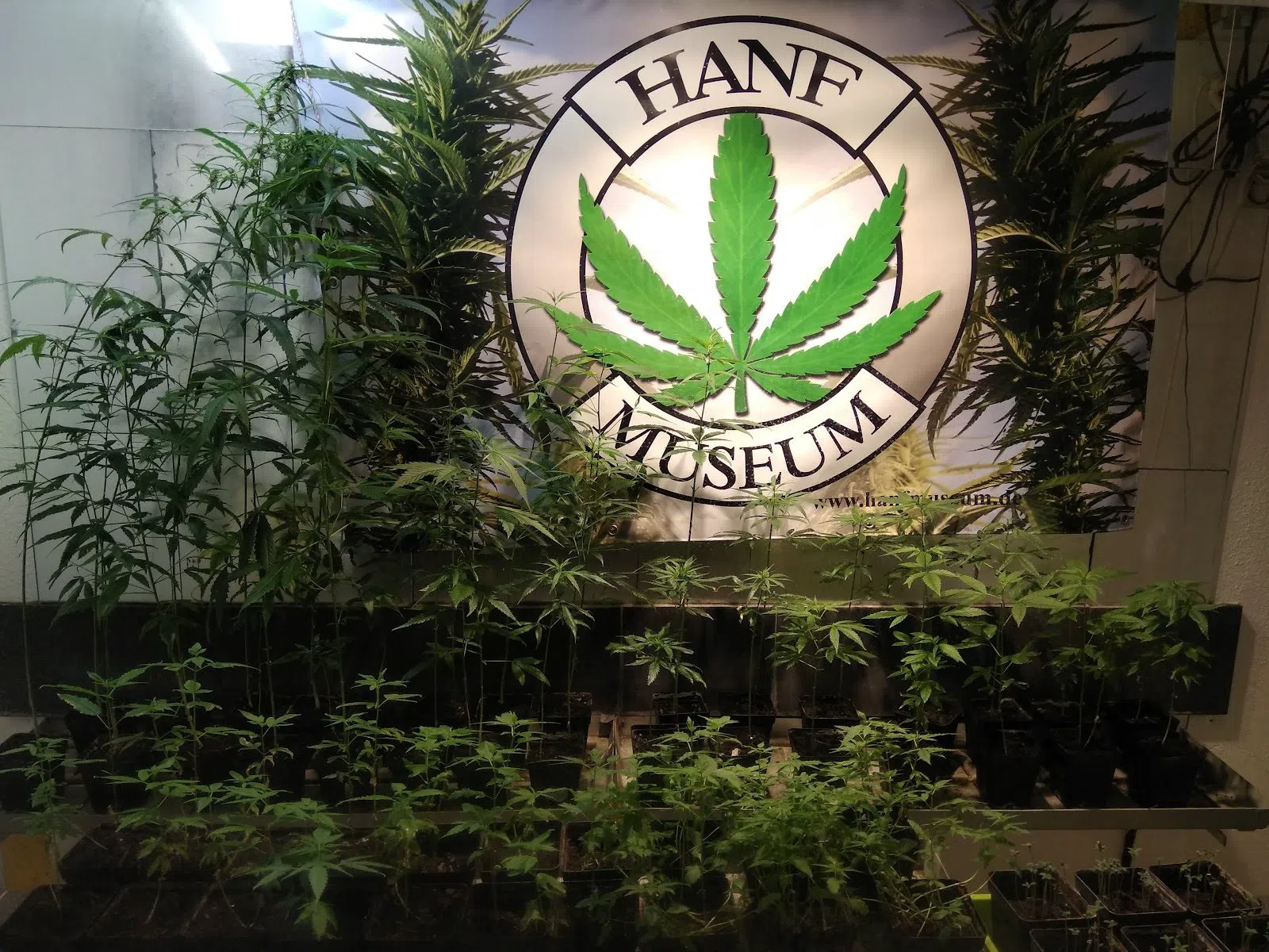 Hanf Museum Berlin, Berlin